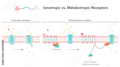 Ionotropic versus metabotropic receptors vector illustration diagram photo