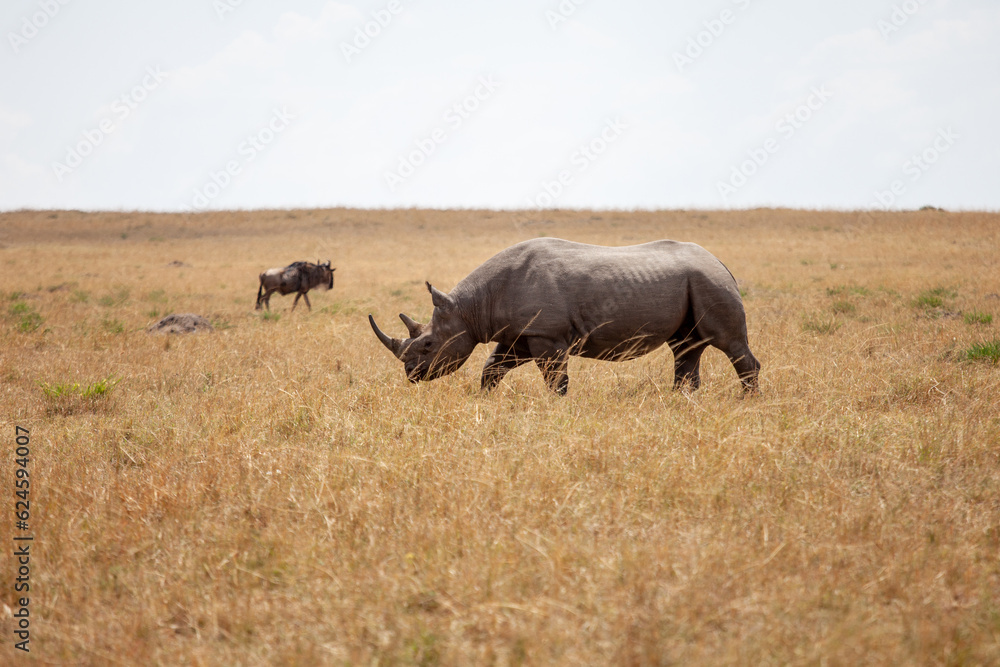 Fototapeta premium Rhino