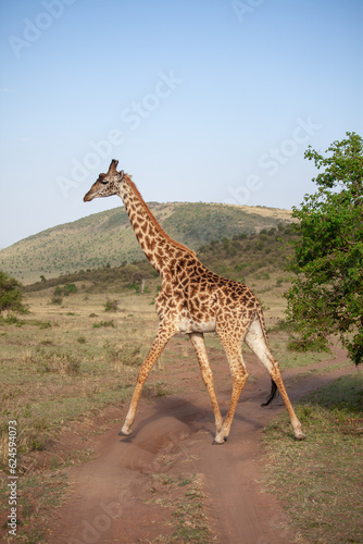 Photography giraffe in the wild