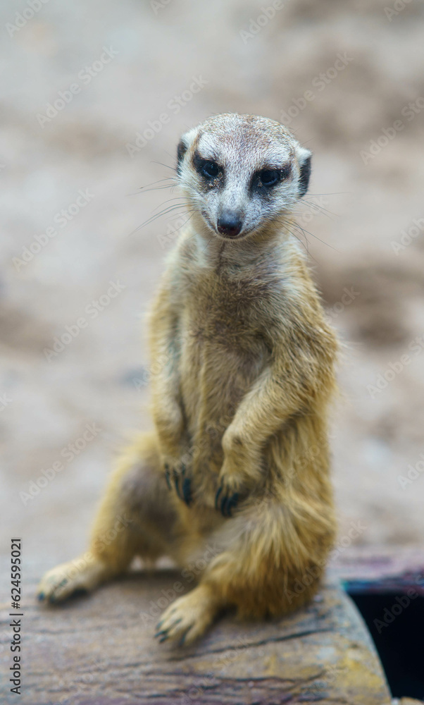 meerkat meerkat