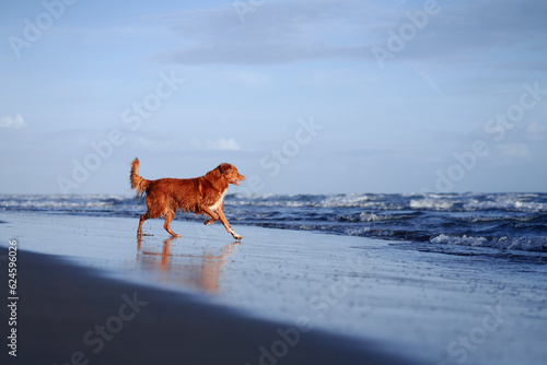 red dog runs along the beach. Nova Scotia duck tolling retriever on sea