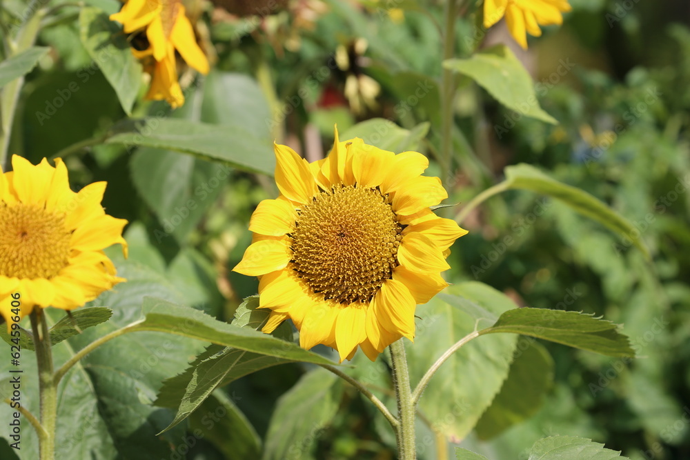 blossoming sunflowers under the sun blossoming sunflowers under the sun