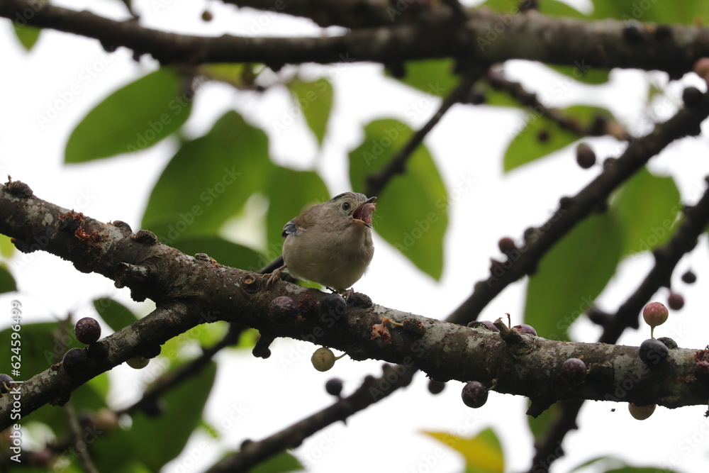 a bird standing on a tree branch full of fruits a bird standing on a tree branch full of fruits