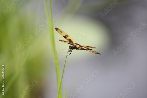 a yellow dragonfly standing on a leaf © TomtheLensman