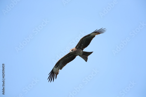 a hawk spreading its wing in the blue sky