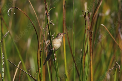 little brown bird perching on a twig