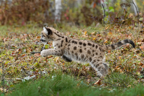 Cougar Kitten (Puma concolor) Pounces Left Autumn © geoffkuchera