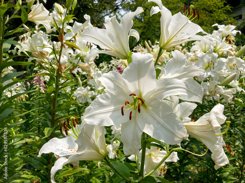 Lilium ‘Casa Blanca’ white lily