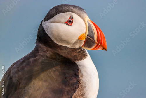 Puffins on the Cliffs of Iceland Atlantic Puffin © Zach