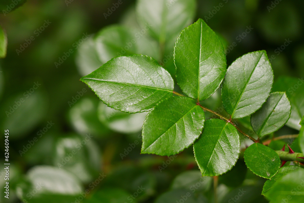 Green rose leaves in nature. Green rose leaves in nature.