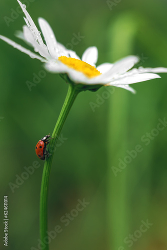 Red ladybug crawling on a daisy flower, macrophotography.Vertical photo of a ladybug.