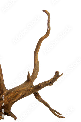Branches Driftwood or aged wood. Closeup piece of driftwood for aquarium. isolated on transparent background. PNG transparency