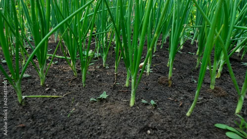 Close up of young onions bulbs with greens or shallots growing in organic garden while moving camera right to left. Close up of young onions bulbs with greens or shallots growing in organic garden while moving camera right to left.