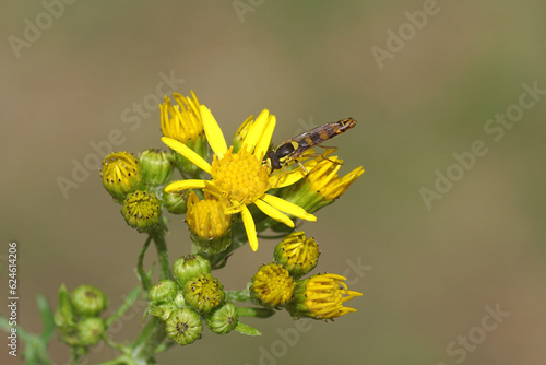 Male Long hoverfly (Sphaerophoria scripta), family Syrphidae on the flower of ragwort (Jacobaea vulgaris, Senecio jacobaea), family Asteraceae. Dutch garden. Netherlands July photo