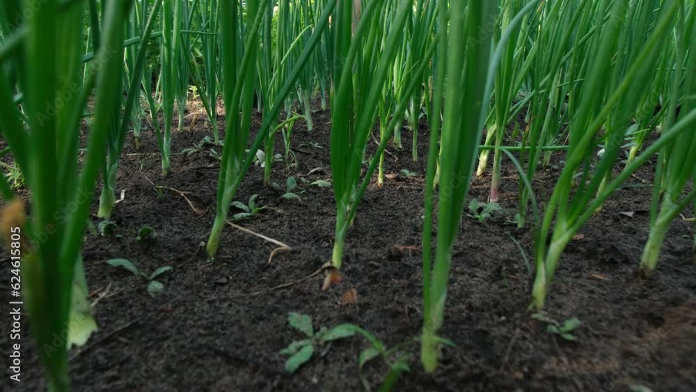 Moving camera into rows of young onion or shallots growing in organic garden. Moving camera into rows of young onion or shallots growing in organic garden.