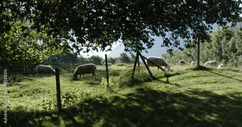 Summer time in Norway. Cute sheep graze on green lawns in a beautiful forest. Summer time in Norway. Cute sheep graze on green lawns in a beautiful forest.