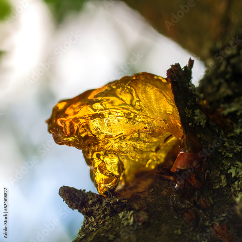 Quadro em tela Gum close-up. Congealed sticky juice of a fruit tree.