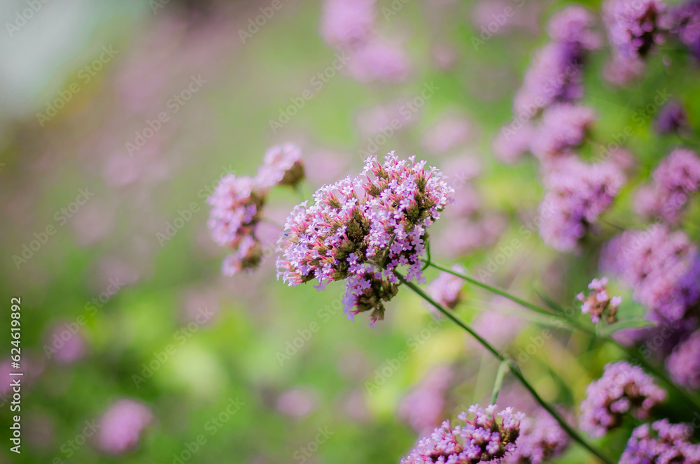 Fototapeta premium Verveine Flower＆Verbena Flower，beautiful pink flower