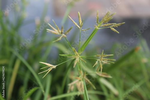 close up of a thistle