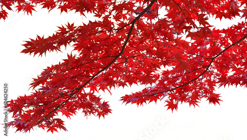 Bright red maple leaf on a white background. photo
