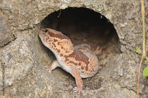 An African fat tailed gecko is sunbathing before starting his daily activities. This reptile has the scientific name Hemitheconyx caudicinctus. photo