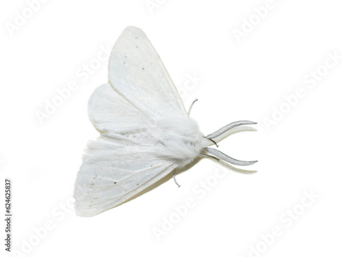Male Spilosoma virginica Virginia tiger moth on white background