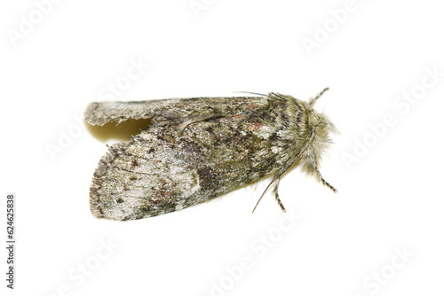 Cecrita guttivitta, the saddled prominent moth on white background photo