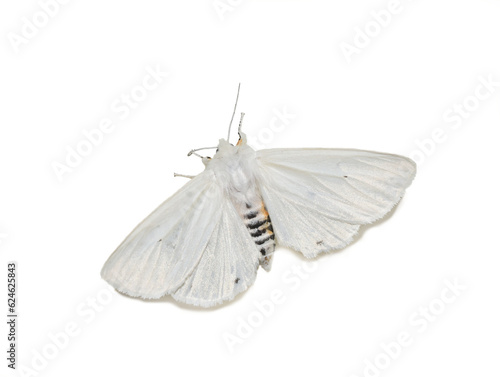 Female Spilosoma virginica Virginia tiger moth on white background