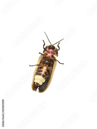 The light producing organ on a common eastern firefly Photinus pyralis on white background photo