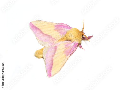 Dryocampa rubicunda the pink and yellow rosy maple moth on white background photo