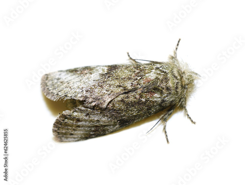 Cecrita guttivitta, the saddled prominent moth on white background photo