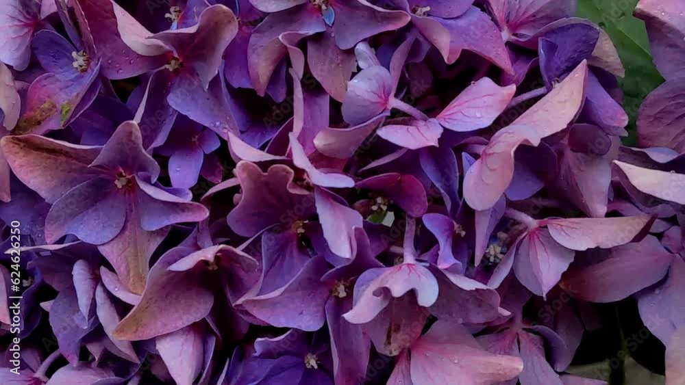 Purple hydrangea flowers. Balcony flowers. Hydrangea macrophylla, flowers Purple hydrangea flowers. Balcony flowers. Hydrangea macrophylla, flowers