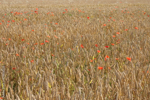 Field with golden wheat and red poppy flowers