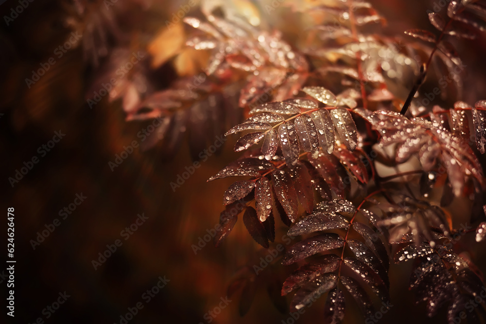 Lively closeup of falling autumn leaves with vibrant backlight from the setting sun Lively closeup of falling autumn leaves with vibrant backlight from the setting sun
