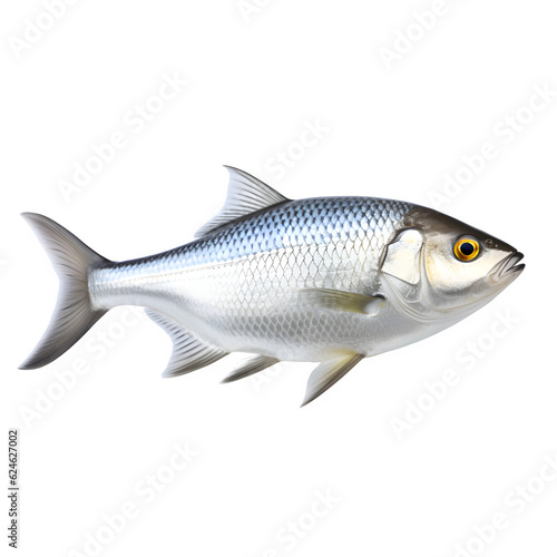 Hilsha fish isolated on white png background