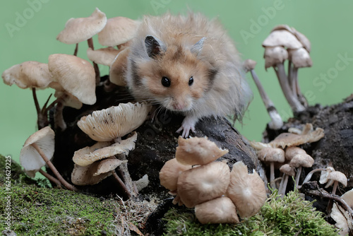 A male Syrian hamster is eating a mushroom that grows wild on the mossy ground. This rodent has the scientific name Mesocricetus auratus.