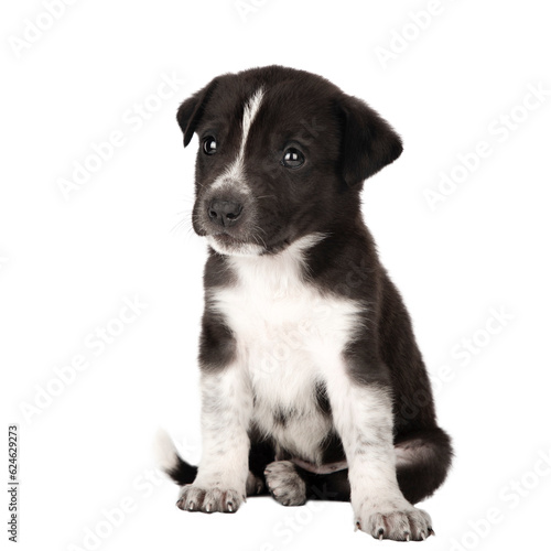 Fototapeta Naklejka Na Ścianę i Meble -  black and white puppy isolate 