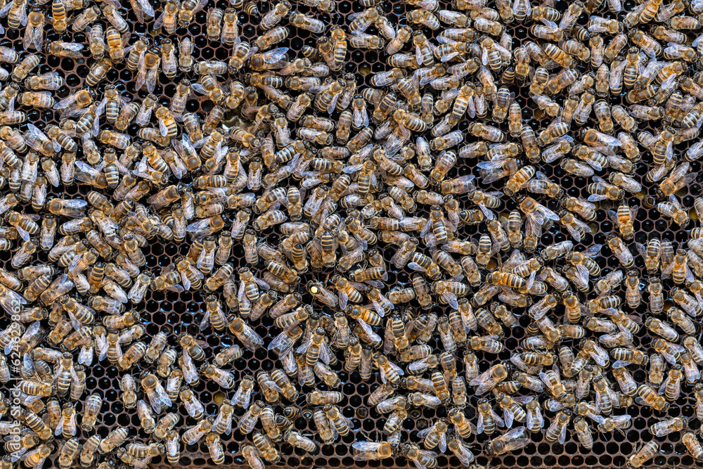 Colony of bees on honeycomb in apiary. Beekeeping in countryside. Wooden frame with honeycombs, closeup Colony of bees on honeycomb in apiary. Beekeeping in countryside. Wooden frame with honeycombs, closeup