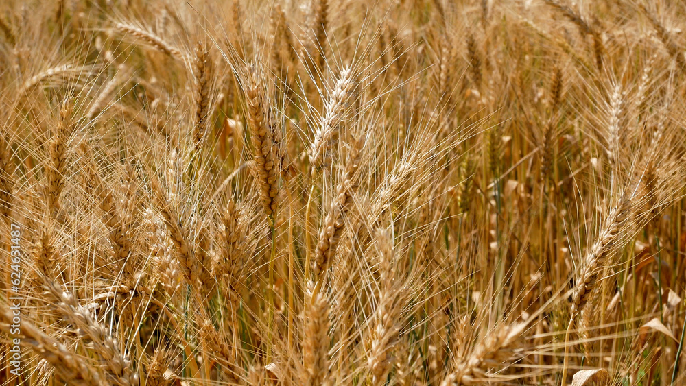 Fototapeta premium A field of golden ripe wheat. Heavy ears of wheat with ripe grain sway in the wind. Panorama