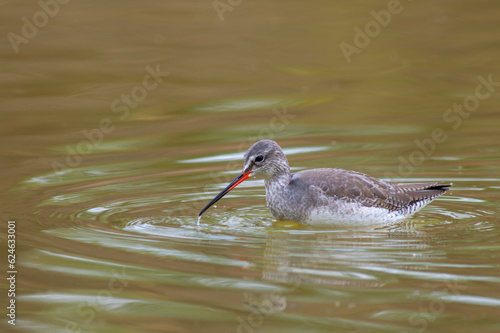 Spotted Redshank, Tringa erythropus