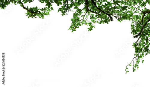 green leaves frame isolated on transparent background and PNG file