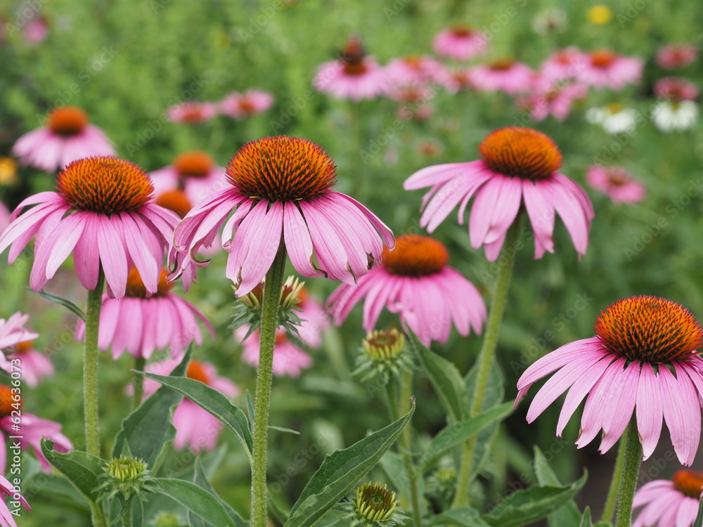 Obraz premium Im rosa Blumenbeet