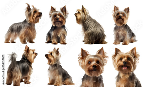 Yorkshire Terrier dog puppy, many angles and view portrait side back head shot isolated on transparent background cutout, PNG file © Sandra Chia