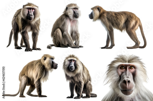 Baboon, many angles and view portrait side back head shot isolated on transparent background cutout, PNG file