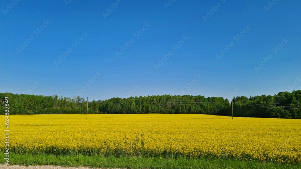 Large rapeseed fields bloomed beautifully in yellow on sunny May day