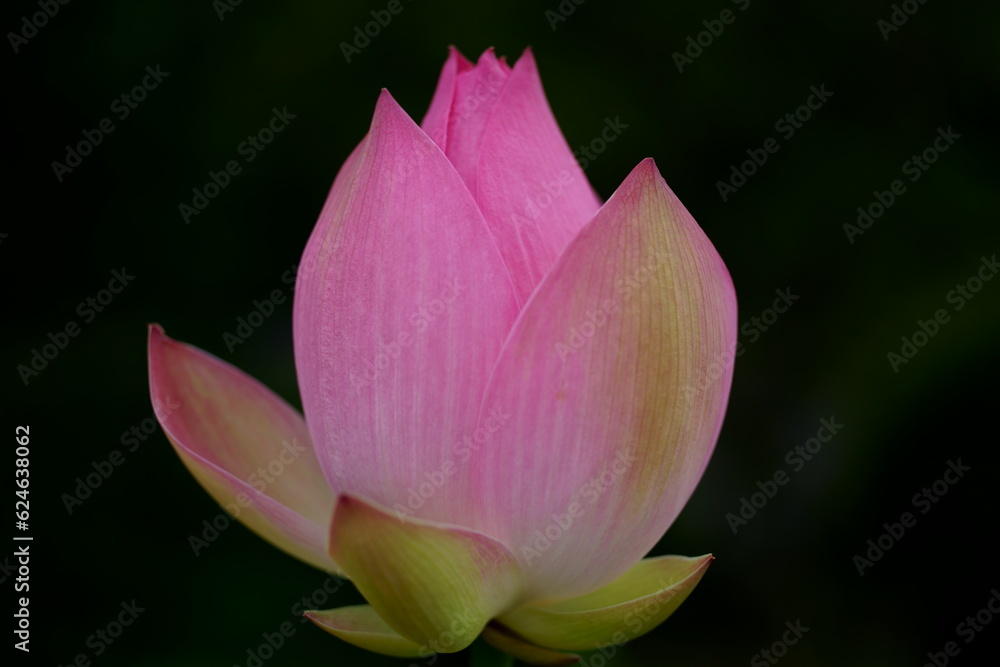lotus