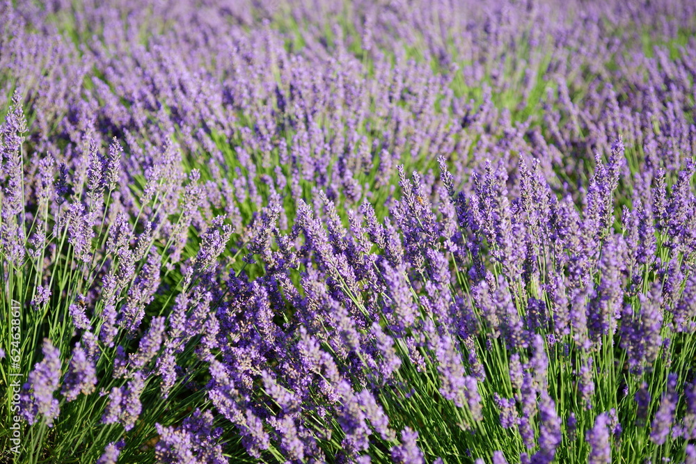 The smell of lavender has a calming effect
