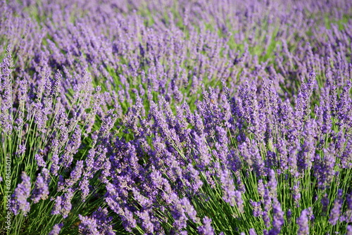 The smell of lavender has a calming effect 
