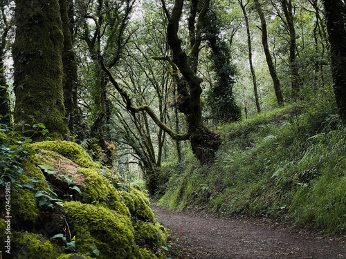 Forest path with trees covered with ivy and moss on Camino de Santiago photo