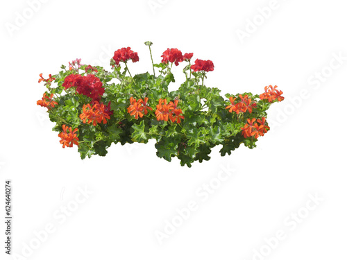 Géranium (Pelargonium zonale)